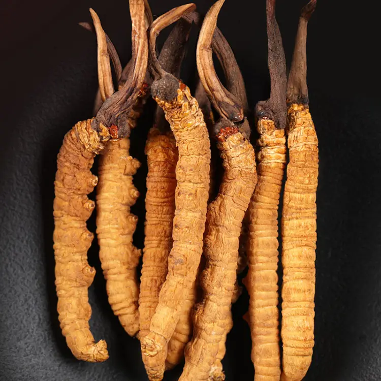 थोक सूखे रेशम Cordyceps Militaris दांग चोंग ज़िया काओ wlid codyceps sinensis