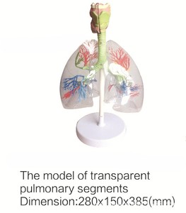 Tự Nhiên Kích Thước Trong Suốt Pet Phổi Phân Đoạn Mô Hình 3/4 <span class=keywords><strong>Yixin</strong></span> <span class=keywords><strong>YIXIN</strong></span>-BH326 Cho Y Tế Khoa Học - Product Image 4
