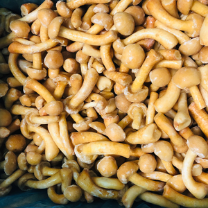 Proveedores de Alta Calidad de Hongos Nameko Congelados IQF, Cortados Tipo Ostra, <span class=keywords><strong>Shiitake</strong></span>, Nameko, <span class=keywords><strong>Boletus</strong></span> Edulis, Mezcla de Hongos - Product Image 6