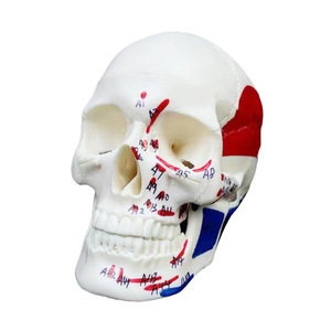 Mini modelo de cráneo blanco 1/2 con puntos de anclaje muscular - Herramienta educativa de anatomía - Product Image 2