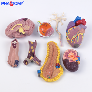 Modelo Anatómico Médico <span class=keywords><strong>de</strong></span> Diabetes <span class=keywords><strong>de</strong></span> 8 Partes, Desmontable, <span class=keywords><strong>de</strong></span> PVC, con Globo Ocular, Corazón, Riñón, Vasos Sanguíneos y Pie, con Patología - Product Image 4