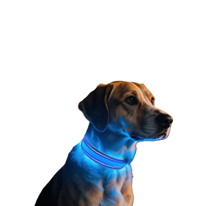<span class=keywords><strong>Collar</strong></span> de Perro LED Súper Brillante, Totalmente Impermeable, Ajustable, con Luz, Recargable por USB, para Caminatas Nocturnas, <span class=keywords><strong>Collar</strong></span> de Seguridad para Perros - Product Image 1