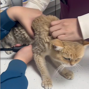 Estetoscopio Digital Inteligente con Bluetooth, Dispositivo de Diagnóstico Veterinario con IA, Estetoscopio Electrónico Multifunción - Product Image 2