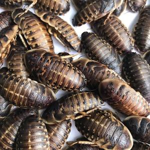 แมลงโปรตีนสูงที่กินได้ อีโคเฟรช แมลงสาบดูเบีย อาหารสัตว์เลี้ยง อาหารสัตว์ - Product Image 4