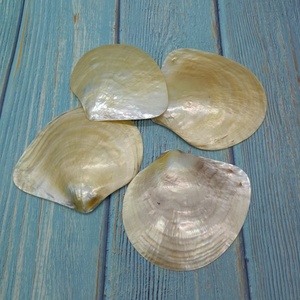 Cây Lau Nhà Màu Vàng Tự Nhiên Vỏ Hải Lý Trang Trí Nội Thất Tự Làm Vỏ Sò Trang Trí Đám Cưới Bãi Biển Nhà Hàng Đại Dương Khay Gia Vị Trứng Cá Muối - Product Image 1