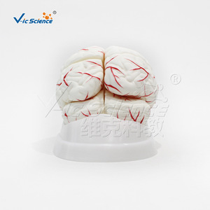 Modèle d'anatomie du cerveau et des artères cérébrales, PVC respectueux de l'environnement, modèle de formation pour étudiants en médecine, modèle pédagogique en neurologie. - Product Image 3