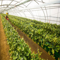 Serre agricole/commerciale de Chambre verte pour planter des poivrons de tomates