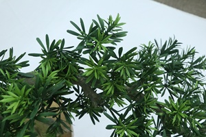 Plantes Artificielles Bonsaï Pin Artificiel pour la Maison, Plantes en Pot d'Accueil, Pin <span class=keywords><strong>Japonais</strong></span> pour Décoration de Bureau et <span class=keywords><strong>Jardin</strong></span> - Product Image 5