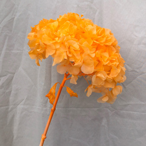 天然绣球花干准备勃艮第绣球花保存真正的新鲜婴儿粉色高端绣球花，用于婚礼活动装饰 - Product Image 4