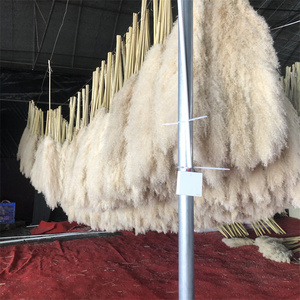 Q-3008 Ingrosso Fiori di Pampa, Erba della Pampa per <span class=keywords><strong>Centrotavola</strong></span> Matrimoniali, Piante di Pampa - Product Image 1