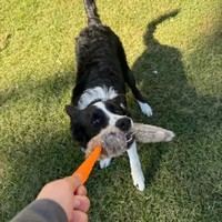 Jouet à mâcher pour chien en fourrure de lapin véritable de qualité supérieure, corde élastique écologique, jouet interactif pour tirer, jouet durable pour tirer en extérieur