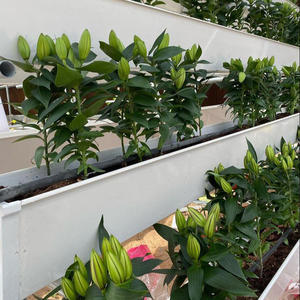 20x30x18cm PVC NFT Gouttière Système de culture hydroponique Fraise Tomate Fraise Pvc Gouttière avec panneau de drainage - Product Image 6