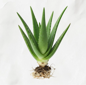 TW Aloe PDRN 100ppm – Concentré de Polynucléotides Végétaux de Haute Pureté pour la Réparation Professionnelle de la Peau et l'Anti-âge - Product Image 3