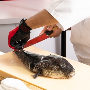 Pescado globo congelado Pescado globo Pescado salvaje Proveedor para importadores internacionales de mariscos Distribución al por menor y al por mayor - Product Image 1