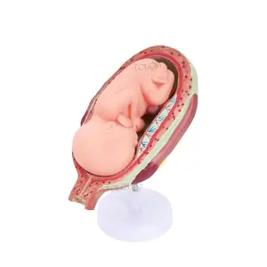 Lhn037 חינוך רפואי ביולוגי הוראה התפתחות העובר מודל מחיר אנושי בהריון מודל