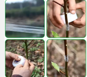 Selotip perekat dapat diregangkan 2X100m hortikultura Film perekat diri untuk pembibitan - Product Image 6