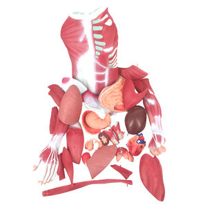 Modèle anatomique <span class=keywords><strong>musculaire</strong></span> du <span class=keywords><strong>corps</strong></span> entier, torse de 180 cm, 37 parties, organes internes, modèle de torse <span class=keywords><strong>musculaire</strong></span> de taille réelle, système médical - Product Image 4