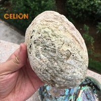 CELION Usine Directe Vente en Gros Coquillage Bas Prix Naturel Nettoyage Kit Coquillages d'Ormeau Non Polis Nouvelle-Zélande