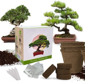 DIY Eco-Friendly <strong>Bonsai</strong> <strong>Tree</strong> Kit Customized Pots Stands Modern Small Indoor/Outdoor Use Desktop Display Various <strong>Seeds</strong> - Product Image 2