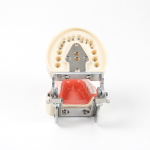 Modelo de Demostración Dental Estándar de 32 Dientes, Herramientas de Enseñanza y Entrenamiento de Odontología y Estomatología - Product Image 5