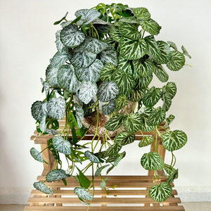 Plante artificielle de jardin avec feuilles perforées et rondes, hauteur 30cm-100cm, pour décoration intérieure - Product Image 1
