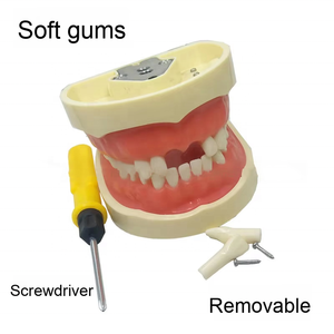 Resina Typodont staccabile 28 32 dente modello di formazione dentale manuale insegnamento orale per gli studenti dentisti apparecchiature ortodontiche - Product Image 4