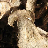 Nouveau produit 2026 : Morilles séchées de haute qualité, champignons bleus de la montagne