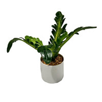 Petit Bonsaï Artificiel Plante en Pot Plante de Table Artificielle Plante de Bonsaï Artificielle en PE Écologique Durable et Réaliste de 30 cm pour Aménagement Paysager