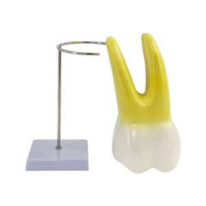 Modelo anatómico de diente molar, modelo de práctica Dental, modelos educativos de odontología, dientes de entrenamiento de biología médica - Product Image 5