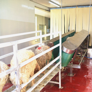 Ligne d'abattage des moutons avec machine à retirer la peau des chèvres, équipement de pelage du bétail - Product Image 2