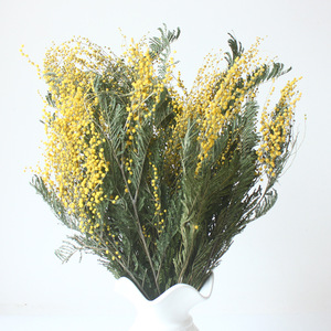 <span class=keywords><strong>Ramo</strong></span> de Mimosa preservado seco dorado Natural para velas perfumadas accesorios de fotos de Navidad decoración de pared de Instagram - Product Image 1