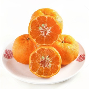 Penjualan langsung dari kualitas tinggi Kelas a massal jeruk Mandarin organik alami tumbuh berair manis tanpa pestisida digunakan gaya segar