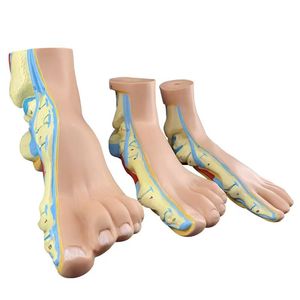 Pied plat de pied normal <span class=keywords><strong>humain</strong></span> et modèle de pathologie d'anatomie du pied arqué 3PCS - Product Image 4