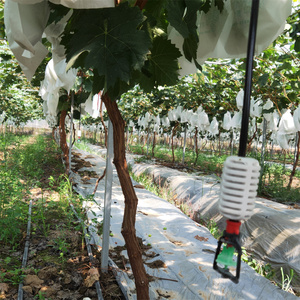 Invernadero tipo túnel Caterpillar <span class=keywords><strong>de</strong></span> gran tamaño, <span class=keywords><strong>de</strong></span> una sola capa, con película plástica, para protección contra la lluvia, ideal para el cultivo <span class=keywords><strong>de</strong></span> uvas. - Product Image 4