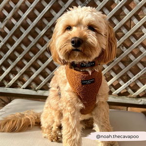 Produsen Oem sesuai pesanan cetak khusus mewah dapat diatur lembut Teddy Dog Harness produsen Velvet Dog Harness - Product Image 5