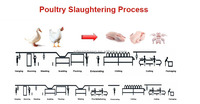 Équipement Professionnel et Moderne de l'Abattoir Automatique de Volaille Maisheng pour Poulets