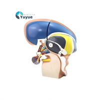 Modelo Anatómico Desmontable del Talamo del Cerebro Humano, con Código de Colores, para la Enseñanza y Demostración de la Estructura Interna del Cerebro en Biología