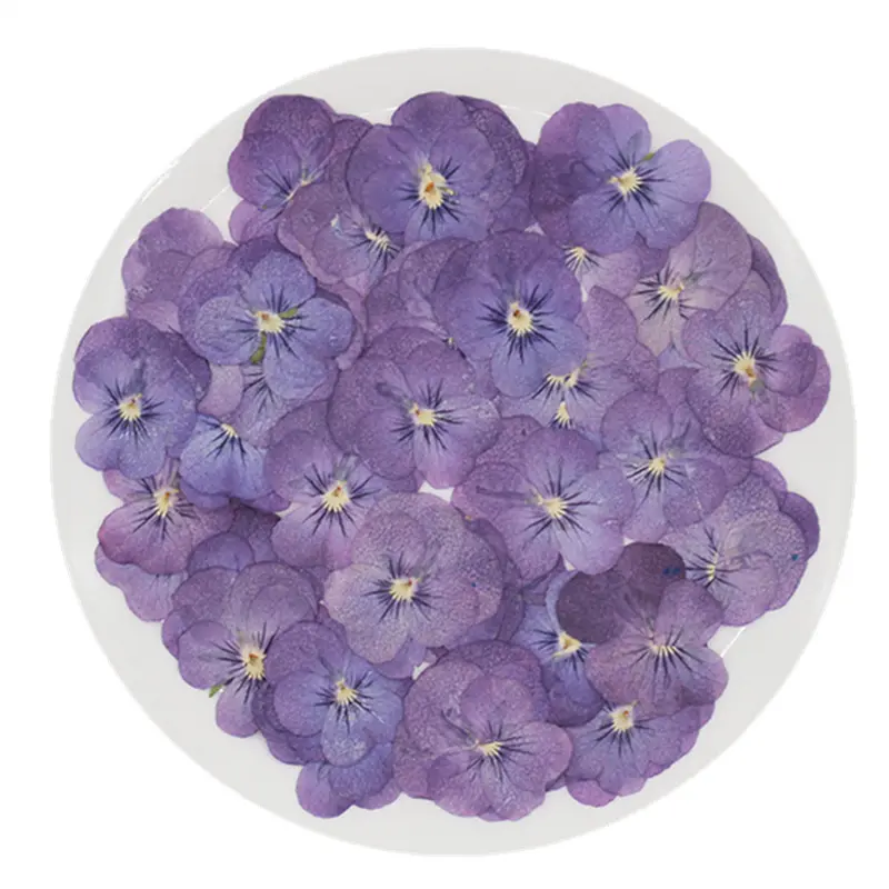 N073 2021 nuovo arrivo vendita calda materiale fai da te 100% naturale essiccato viola Pansy pressato fiori pressati Pansy fiori secchi