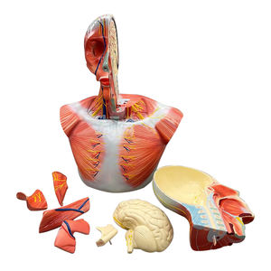 Memamerkan lapisan kepala dan leher dengan otak dan ZM1203 38.5*24*50 - Product Image 3