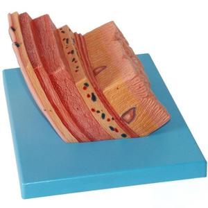 Медицинская учебная модель: анатомическая модель стенки желудка человека для обучения гастроэнтерологии и гистологии - Product Image 3