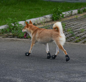 चमकदार प्यारे कुत्ते जूते लुभावनी जलरोधी पर्यावरण के अनुकूल गर्म क्लासिक रबर गैर-पर्ची मुलायम फीट कार्टून पशु डिजाइन - Product Image 2