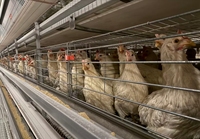 Jaulas para Gallinas Ponedoras, Jaulas Apilables para Gallinas, Jaulas para Gallinas Ponedoras