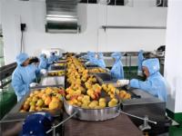 Solución Integral para Proyectos de Almacenes de Cadena de Frío: Centro de Distribución y Procesamiento de Carne con Caja de Cambios Automática Copeland Emerson