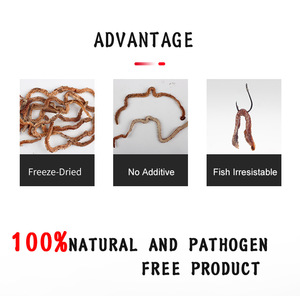 เหยื่อตก<span class=keywords><strong>ปลา</strong></span>คุณภาพสูง ตัวหนอนทรายเขียว แช่แข็งอบแห้ง อายุการเก็บรักษา 2 ปี - Product Image 4