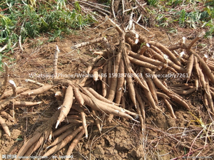 Sắn Máy Cắt Và Yuca Cortador/pelador Mandioca/peeler Yuca - Product Image 6