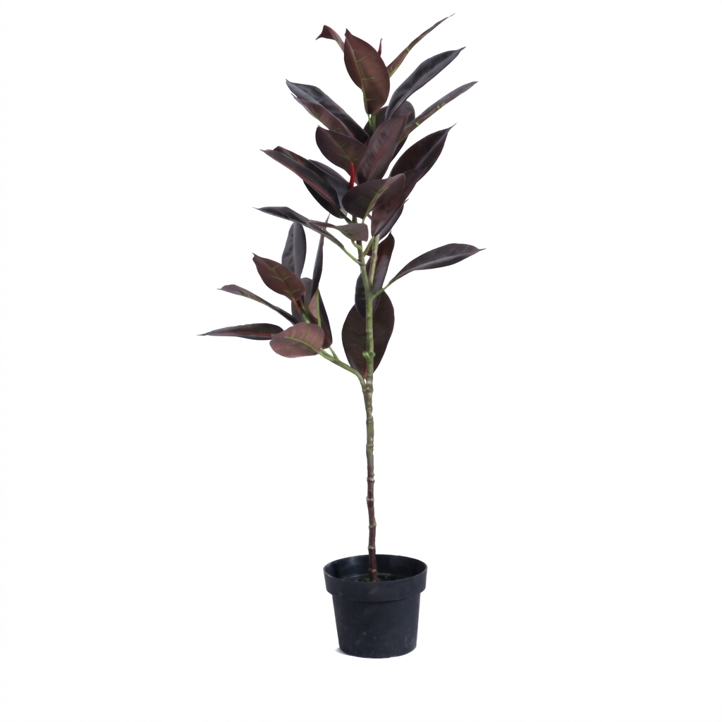 Planta de caucho roja