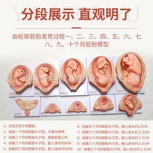 Modelo de embarazo y desarrollo embrionario, modelo del proceso de desarrollo fetal, modelo de demostración de planificación familiar de 10 partes - Product Image 5