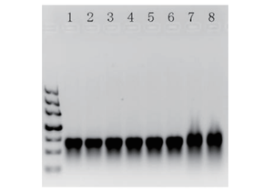 Mezcla de <span class=keywords><strong>DNTP</strong></span> altamente purificada de grado de Biología Molecular Foregene 100 mm cada una - Product Image 5