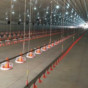 Bebederos y <span class=keywords><strong>Comederos</strong></span> Automáticos <span class=keywords><strong>para</strong></span> <span class=keywords><strong>Pollos</strong></span> <span class=keywords><strong>de</strong></span> <span class=keywords><strong>Engorde</strong></span> <span class=keywords><strong>para</strong></span> Granjas Avícolas con <span class=keywords><strong>Precio</strong></span> Competitivo - Product Image 5