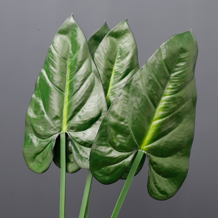 Large water chestnut leaves